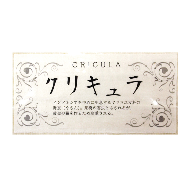 特選 名古屋帯【ロイヤルシルク・アタカスクリキュラ糸使用】ジョグジャカルタ王室王女紋章｜四季の吉祥柄（椿・菊・桜・楓）入り